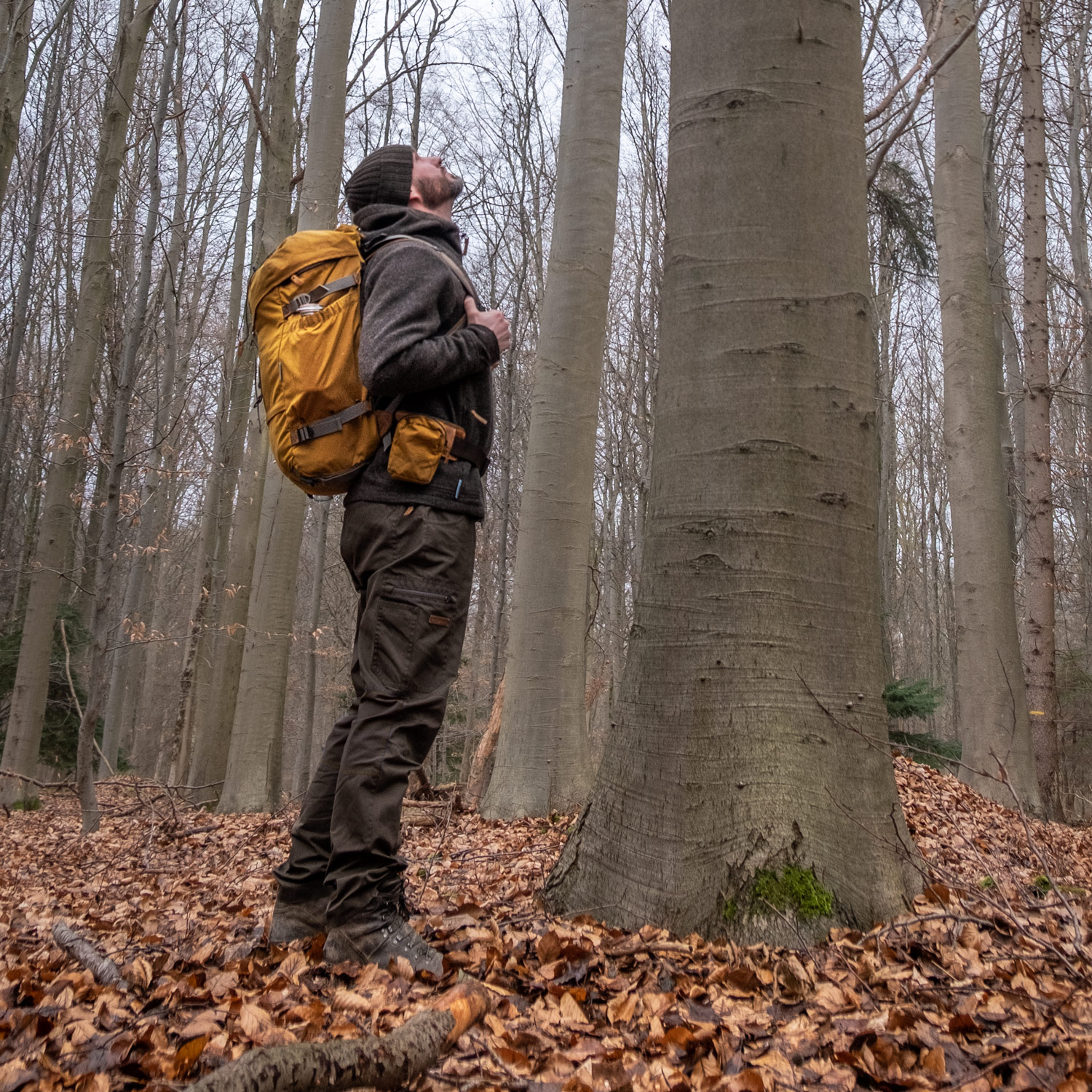 Wanderer schaut Baum hoch