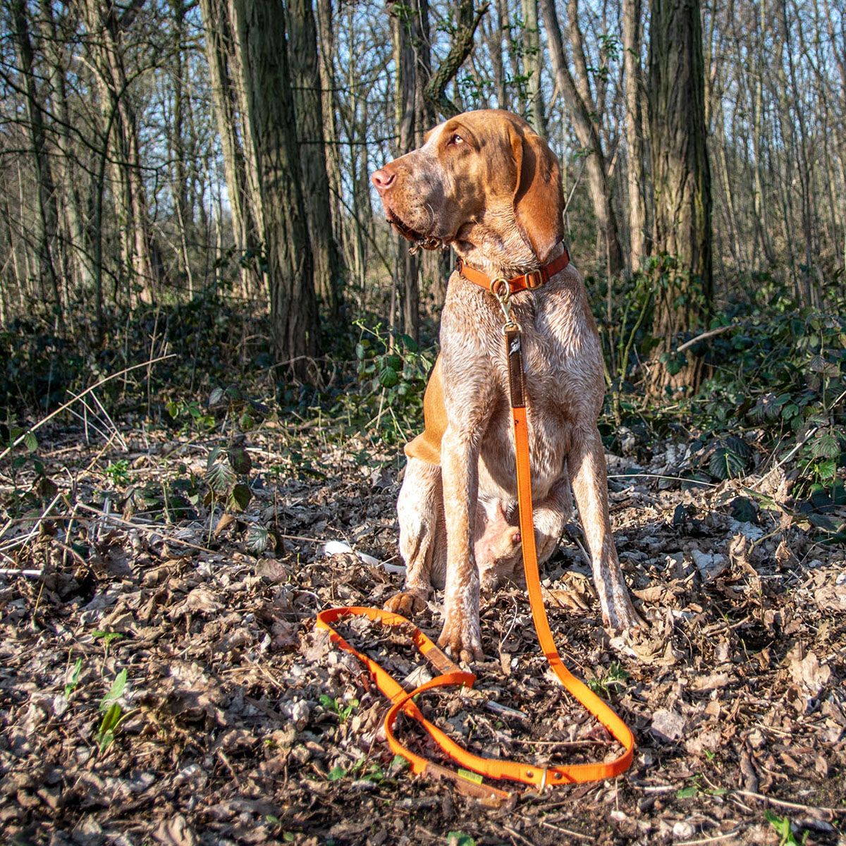 Hund sitzt im Herbstwald