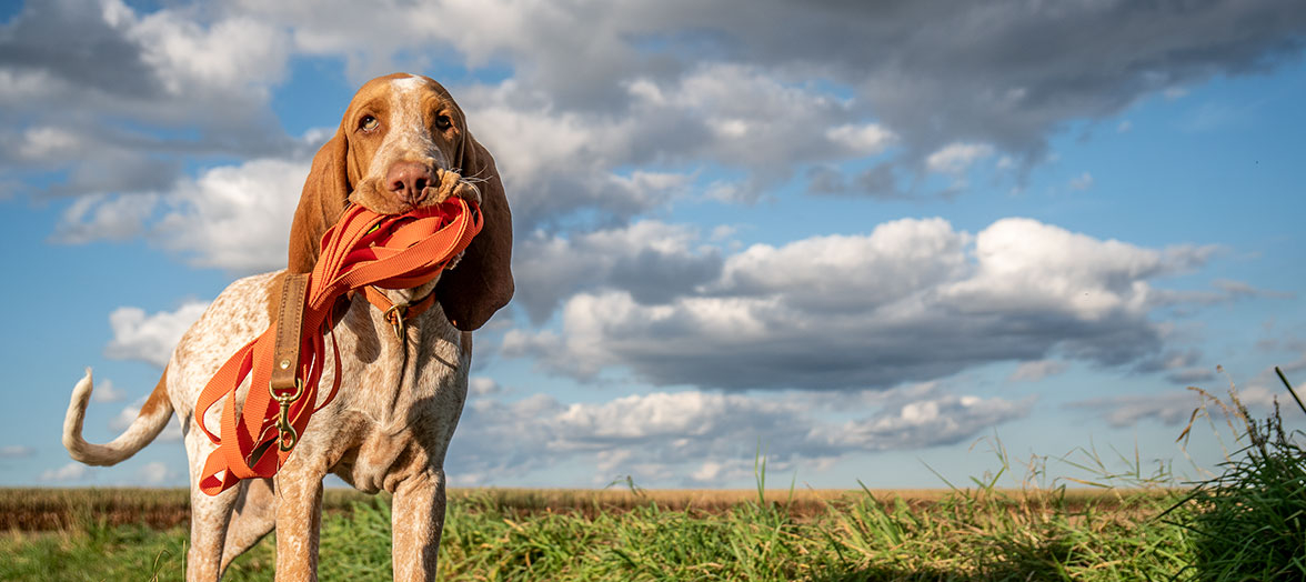 Hund mit Hundeleine im Mail Hund auf Wiese trägt Leine im Maul